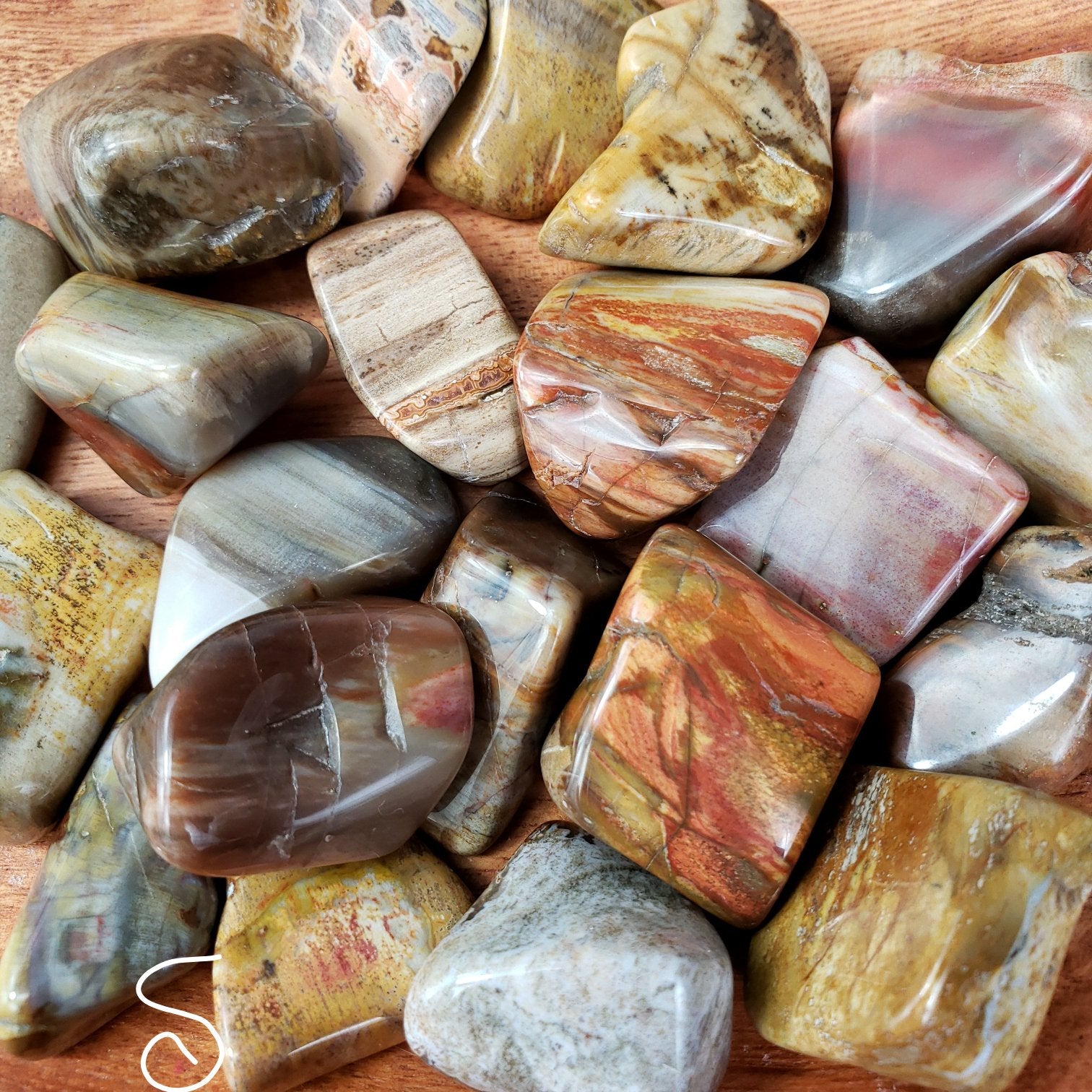 Petrified Wood Tumbled Stone - Crystal Happenings