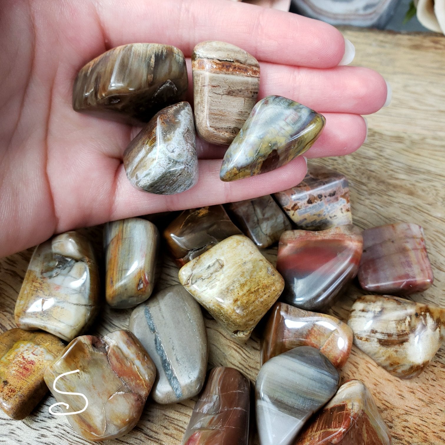 Petrified Wood Tumbled Stone - Crystal Happenings