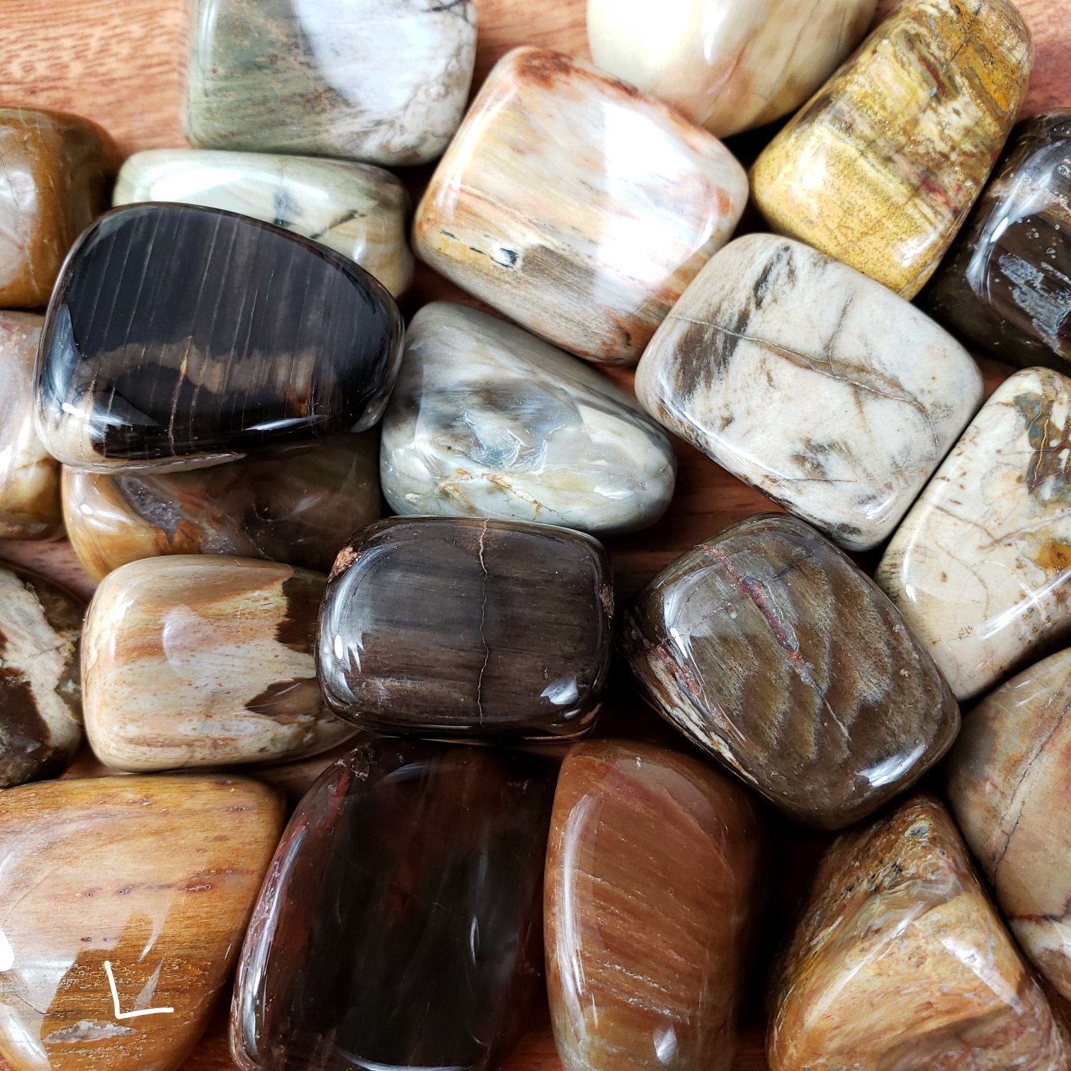 Petrified Wood Tumbled Stone - Crystal Happenings